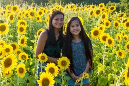 Sunflowers